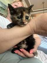 MABLE, Katze, Europäisch Kurzhaar in Bulgarien - Bild 2