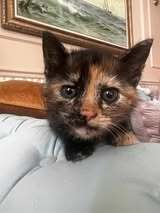 MABLE, Katze, Europäisch Kurzhaar in Bulgarien - Bild 3