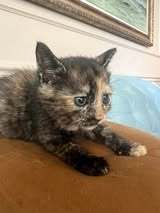 MABLE, Katze, Europäisch Kurzhaar in Bulgarien - Bild 4