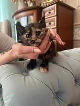 MABLE, Katze, Europäisch Kurzhaar in Bulgarien - Bild 5