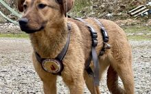 BUDGIE, Hund, Mischlingshund in Rennertshofen - Bild 2