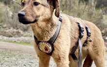 BUDGIE, Hund, Mischlingshund in Rennertshofen - Bild 3