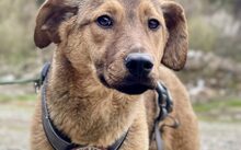 BUDGIE, Hund, Mischlingshund in Rennertshofen - Bild 4