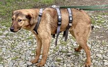 BUDGIE, Hund, Mischlingshund in Rennertshofen - Bild 5