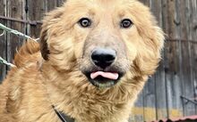 BEAR, Hund, Mischlingshund in Rennertshofen - Bild 2