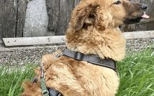 BEAR, Hund, Mischlingshund in Rennertshofen - Bild 3