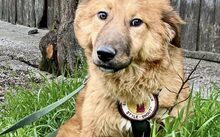 BEAR, Hund, Mischlingshund in Rennertshofen - Bild 4