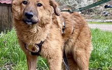 BEAR, Hund, Mischlingshund in Rennertshofen - Bild 5