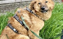 BEAR, Hund, Mischlingshund in Rennertshofen - Bild 6