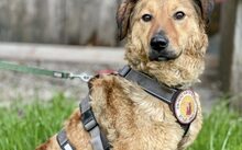 BUNNY, Hund, Mischlingshund in Rennertshofen - Bild 1