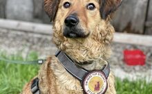 BUNNY, Hund, Mischlingshund in Rennertshofen - Bild 2