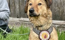 BUNNY, Hund, Mischlingshund in Rennertshofen - Bild 3