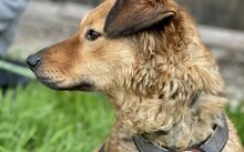 BUNNY, Hund, Mischlingshund in Rennertshofen - Bild 4