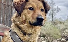 BUNNY, Hund, Mischlingshund in Rennertshofen - Bild 5