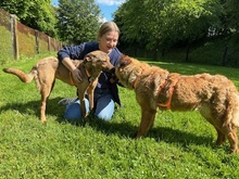 BUNNY, Hund, Mischlingshund in Rennertshofen - Bild 6
