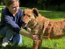 BUNNY, Hund, Mischlingshund in Rennertshofen - Bild 7