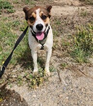 STITCH, Hund, Mischlingshund in Spanien - Bild 1
