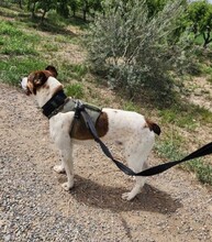 STITCH, Hund, Mischlingshund in Spanien - Bild 2