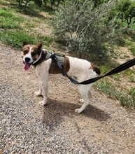 STITCH, Hund, Mischlingshund in Spanien - Bild 3