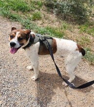 STITCH, Hund, Mischlingshund in Spanien - Bild 4