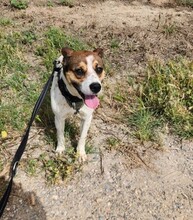 STITCH, Hund, Mischlingshund in Spanien - Bild 5