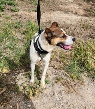 STITCH, Hund, Mischlingshund in Spanien - Bild 6