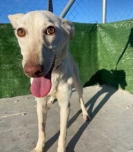 BLANCA, Hund, Podenco in Spanien - Bild 1
