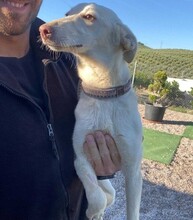 BLANCA, Hund, Podenco in Spanien - Bild 2