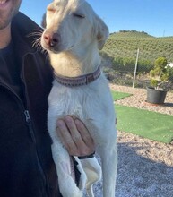 BLANCA, Hund, Podenco in Spanien - Bild 3