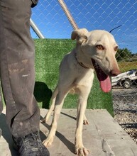 BLANCA, Hund, Podenco in Spanien - Bild 4