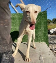 BLANCA, Hund, Podenco in Spanien - Bild 5