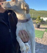 BLANCA, Hund, Podenco in Spanien - Bild 6