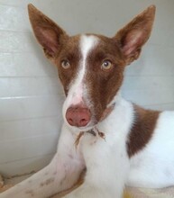 XISCO, Hund, Podenco in Spanien - Bild 1