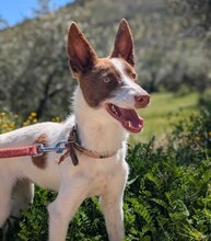 XISCO, Hund, Podenco in Spanien - Bild 2