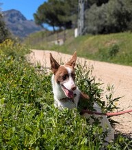 XISCO, Hund, Podenco in Spanien - Bild 3
