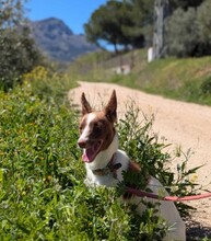 XISCO, Hund, Podenco in Spanien - Bild 4