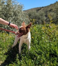 XISCO, Hund, Podenco in Spanien - Bild 5