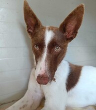 XISCO, Hund, Podenco in Spanien - Bild 6