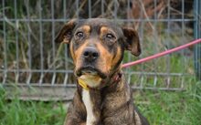 AVAHA, Hund, Mischlingshund in Bottrop - Bild 1