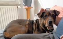 AVAHA, Hund, Mischlingshund in Bottrop - Bild 2
