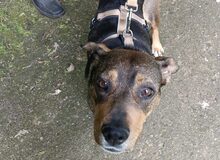 AVAHA, Hund, Mischlingshund in Bottrop - Bild 3