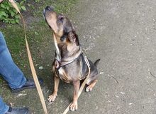 AVAHA, Hund, Mischlingshund in Bottrop - Bild 4