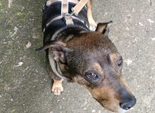 AVAHA, Hund, Mischlingshund in Bottrop - Bild 6