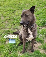 CHOCKO, Hund, Mischlingshund in Griechenland - Bild 1
