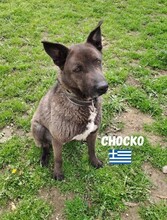 CHOCKO, Hund, Mischlingshund in Griechenland - Bild 2