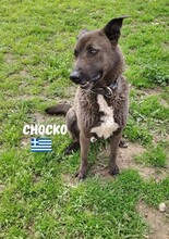 CHOCKO, Hund, Mischlingshund in Griechenland - Bild 3