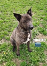 CHOCKO, Hund, Mischlingshund in Griechenland - Bild 4