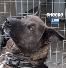 CHOCKO, Hund, Mischlingshund in Griechenland - Bild 5