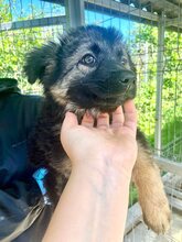 SINA, Hund, Mischlingshund in Rumänien - Bild 4