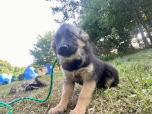 SINA, Hund, Mischlingshund in Rumänien - Bild 5